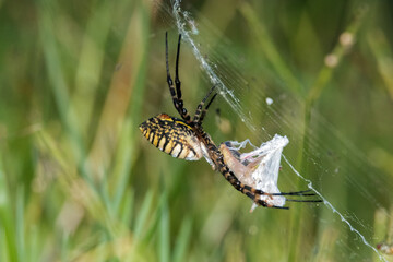 De lateral con su presa esta Araña tejedora de esfera negra y amarilla "Argiope trifasciata"