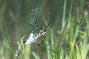 Una majestuosa Araña tejedora de esfera negra y amarilla "Argiope trifasciata" consumiendo su comida