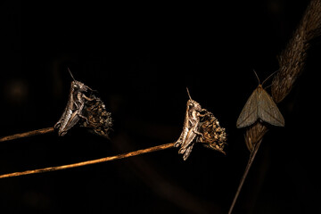 Polillas de diferentes tonalidades entre ellas