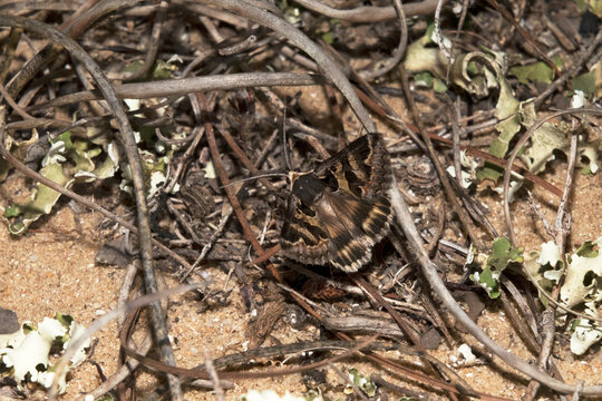 Un llamativa polilla en el suelo del bosque