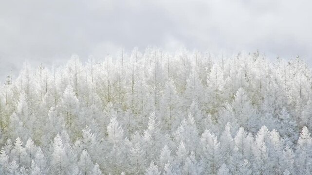 冬の高原　粉雪　吹雪