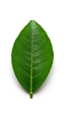 Obraz premium Close-up view of a vibrant green leaf displaying its intricate texture and details against a plain background