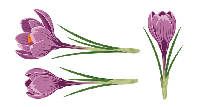 Beautiful crocus flowers in various illustrative views, isolated on a white background, perfect for spring and garden themes.