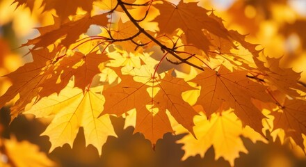 Autumn leaves display vibrant golden hues under the sunlight in a peaceful outdoor setting