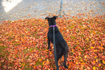 Perro negro paseando con correa sobre hojas de otoño
