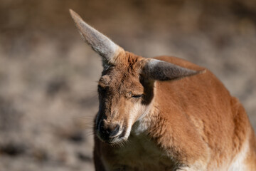 Characterful Red Kangaroo Portrait with a Floppy Ear