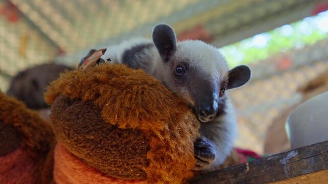 Baby anteater cuddles toy in wildlife rescue center
