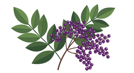 Vibrant Illustrated Elderberries Branch with Leaves Isolated on a White Background