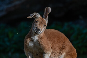 Sun-kissed Kangaroo: A Portrait in Serenity