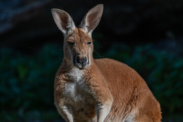 Sun-kissed Kangaroo: A Portrait in Serenity