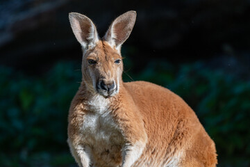 Sun-kissed Kangaroo: A Portrait in Serenity