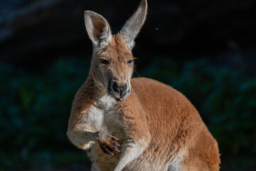 Sun-kissed Kangaroo: A Portrait in Serenity