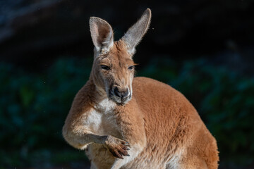 Sun-kissed Kangaroo: A Portrait in Serenity