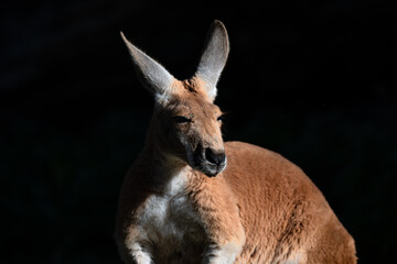 Sun-kissed Kangaroo: A Portrait in Serenity