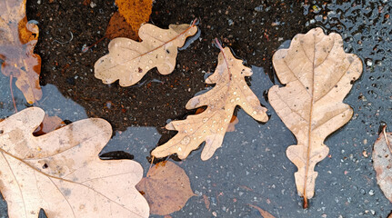 Oak leaves of different shapes on wet asphalt with puddles &mdash; autumn nature detail, perfect for design, eco projects and seasonal inspiration.