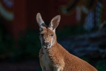 Fototapeta premium Kangaroo Portrait Against a Dark, Moody Background