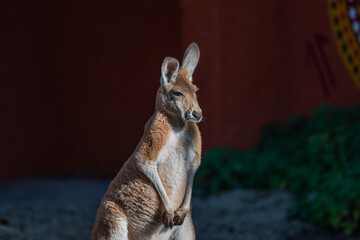 Intense Kangaroo Portrait: A Sun-kissed Close-up