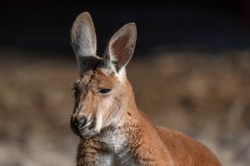Serene Red Kangaroo Basking in the Sun