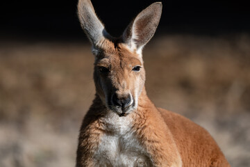 Serene Red Kangaroo Basking in the Sun