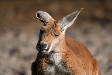 Serene Red Kangaroo Basking in the Sun