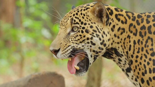 Jaguar roaring with mouth open showing teeth in the wild