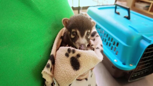 Baby coati wrapped in blanket at wildlife rescue center