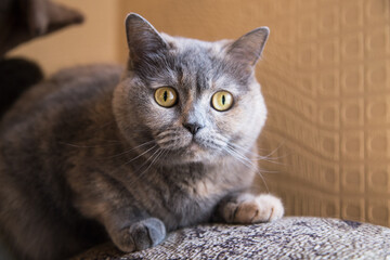 Portrait of a British Shorthair cat indoors.