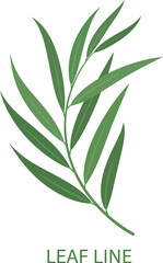 Elegant willow branch leaves green botanical design element nature vector illustration © Mohammad