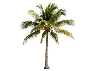 [Transparent Background PNG]Tall coconut palm tree with green fronds against white background