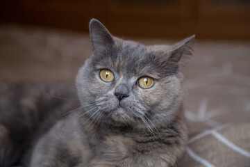 Portrait of a British Shorthair cat indoors.