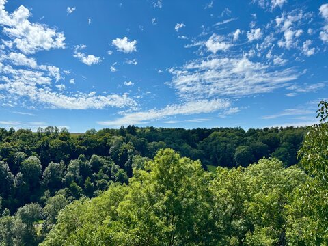 forest and sky