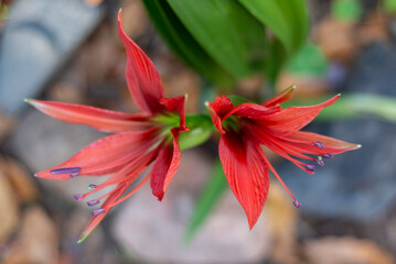 close-up de Azucenas rojas