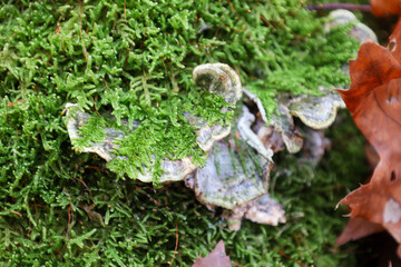 A macro shot displays a whimsical bracket fungus covered with a thick layer of bright green moss, growing on a mossy wooden surface. Golden-brown autumn leaves on the right create a warm contrast with