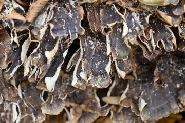 A macro shot provides a close-up of a cluster of dry, brown bracket fungi growing densely in layers on wood. Their wavy, white edges create a striking contrast against the dark surface, revealing the 