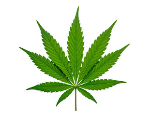 Marijuana leaf isolated on transparent background.