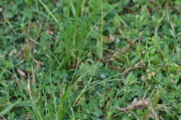 Rhynchospora trispicata grass. It is a species of sedge in the genus Rhynchospora. This species is found in the tropical Americas and is a perennial plant that grows in wet, tropical habitats. 
