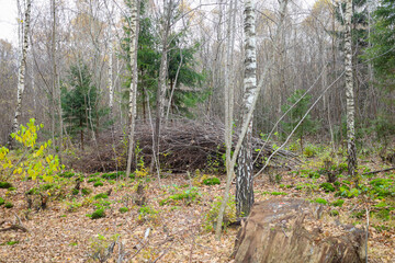 An autumn forest scene where a large pile of brushwood is visible in the background, surrounded by birch trunks and thin trees.