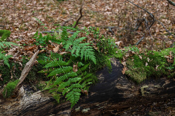 Vibrant green fern fronds and moss grow on a fallen, darkened tree trunk in an autumn forest. The saturated green contrasts with the dark brown wood and the blurry background, which is covered with fa