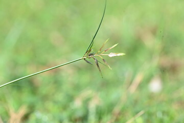 Rhynchospora trispicata grass. It is a species of sedge in the genus Rhynchospora. This species is found in the tropical Americas and is a perennial plant that grows in wet, tropical habitats. 
