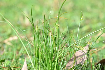 Rhynchospora trispicata grass. It is a species of sedge in the genus Rhynchospora. This species is found in the tropical Americas and is a perennial plant that grows in wet, tropical habitats. 
