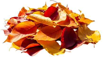 Heap of colorful autumn leaves isolated on transparent background in fall season