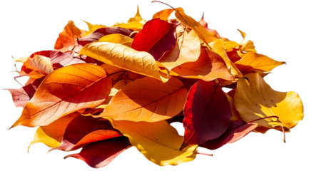 Heap of colorful autumn leaves isolated on transparent background in fall season