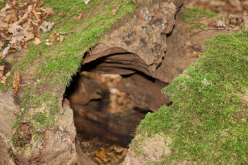 A large, rotten, fallen tree trunk covered with vibrant green moss features a natural opening or hollow. The textures of the rough wood and the soft moss create an appealing contrast.
