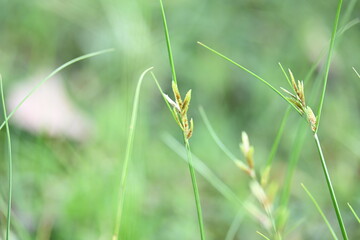 Rhynchospora trispicata grass. It is a species of sedge in the genus Rhynchospora. This species is found in the tropical Americas and is a perennial plant that grows in wet, tropical habitats. 
