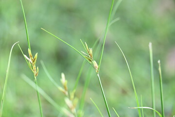 Rhynchospora trispicata grass. It is a species of sedge in the genus Rhynchospora. This species is found in the tropical Americas and is a perennial plant that grows in wet, tropical habitats. 
