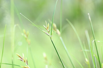 Rhynchospora trispicata grass. It is a species of sedge in the genus Rhynchospora. This species is found in the tropical Americas and is a perennial plant that grows in wet, tropical habitats. 
