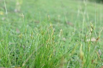Rhynchospora trispicata grass. It is a species of sedge in the genus Rhynchospora. This species is found in the tropical Americas and is a perennial plant that grows in wet, tropical habitats. 
