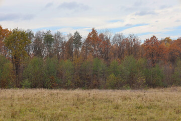 Fototapeta premium An autumnal rural landscape featuring a dry, faded field or meadow in the foreground and a band of mixed forest on the horizon. The trees display various shades, ranging from green to deep orange and 