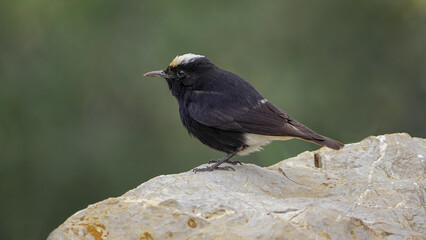 White-crowned Wheatear bird perching on a rock