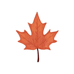 red maple leaf Hand drawn